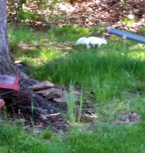 albino squirrel