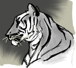 tiger sketch