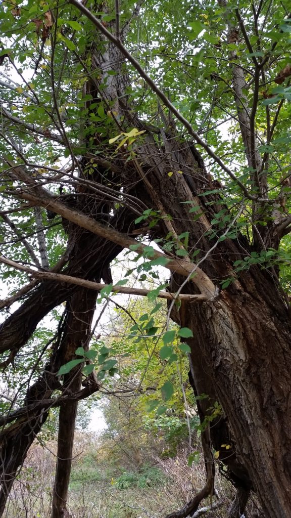 tree in wheeling west virginia