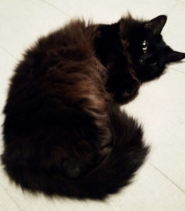 long haired black cat