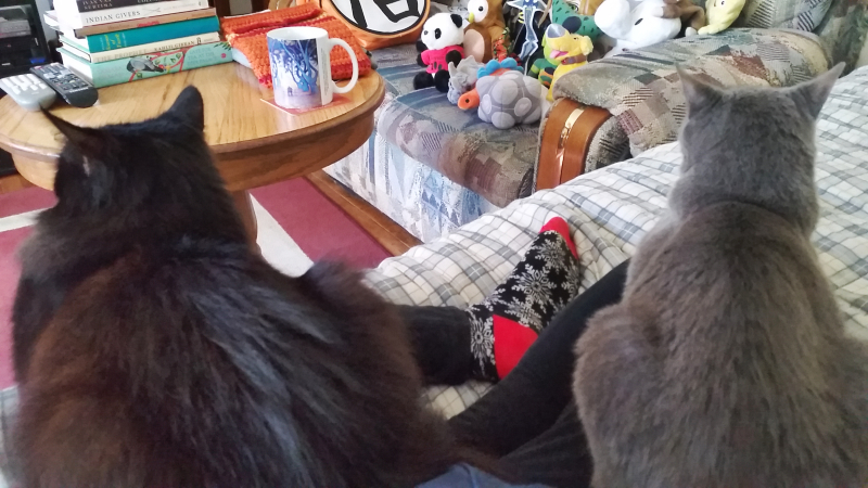 two pet cats, scarlet the black cat and bree bree the gray cat sitting on my lap