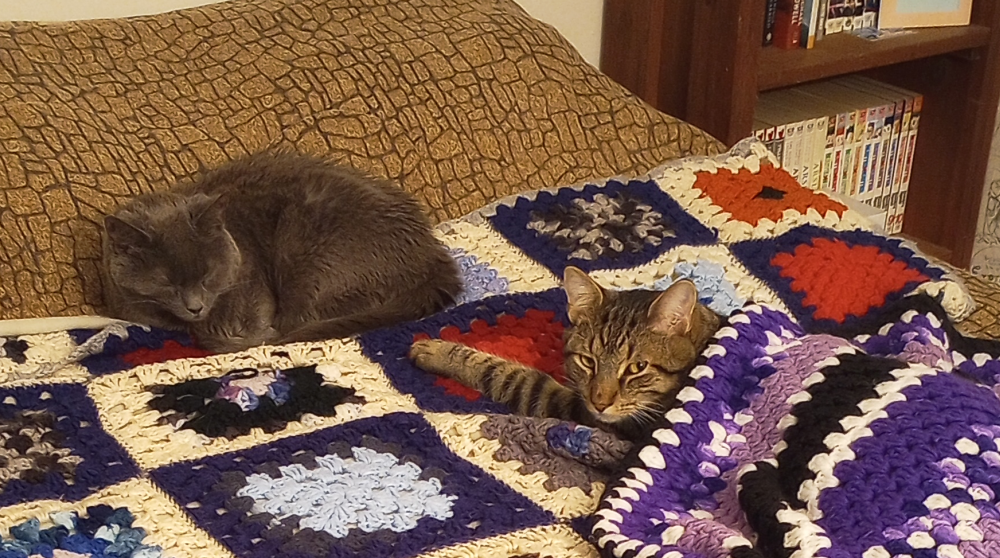 two cats look up sleepily at the viewer. One is a gray older cat, the other is a younger tabby kitten. The tabby is blanketed by a purple crochet blanket